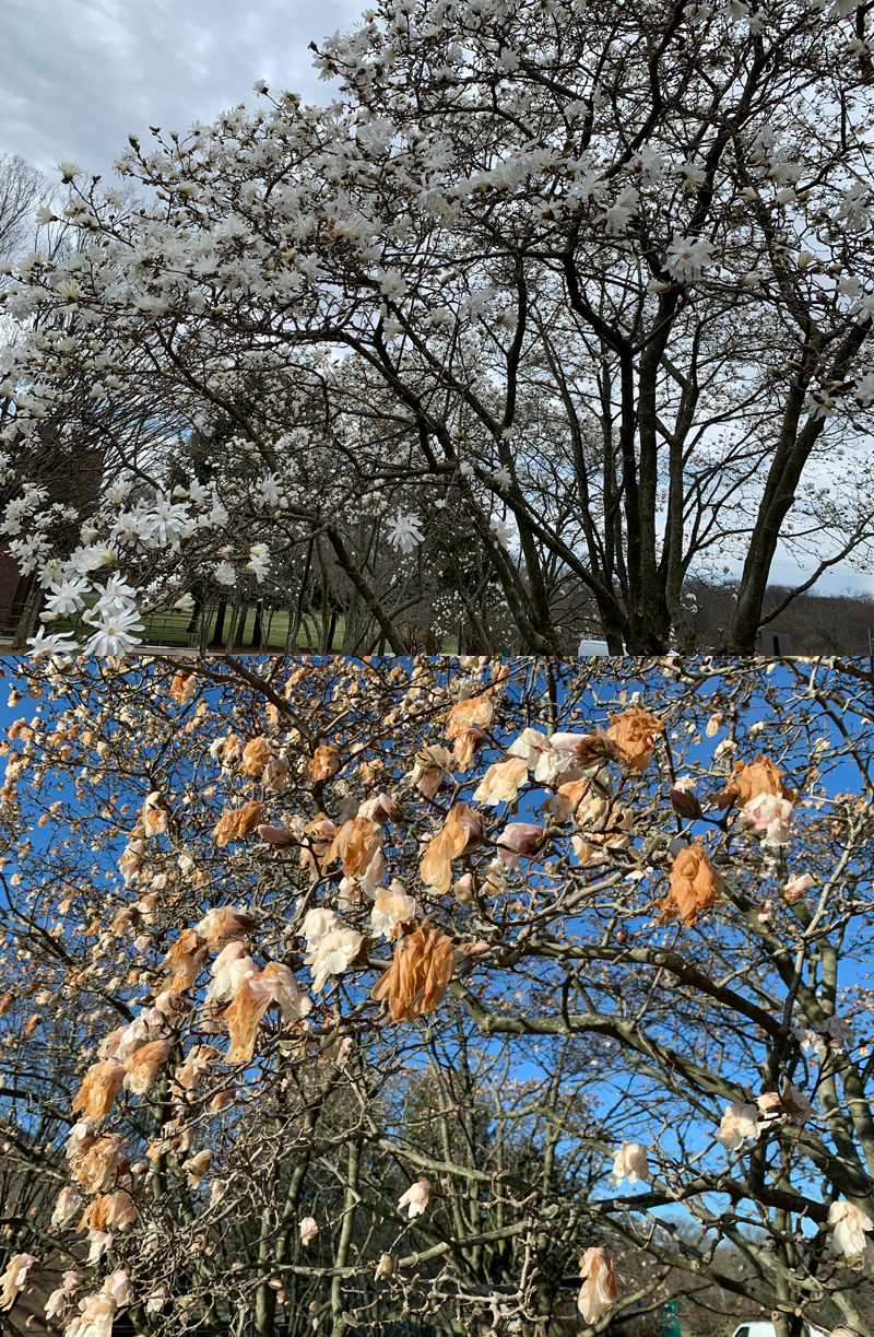 Figure 12. Blossoming magnolia on Rutgers’ Livingston Campus in Piscataway (Middlesex) on March 27, 2023, (top) and March 29, 2022 (bottom). Blossoming magnolia on Rutgers’ Livingston Campus in Piscataway (Middlesex) on March 27, 2023, (top) and March 29, 2022 (bottom).