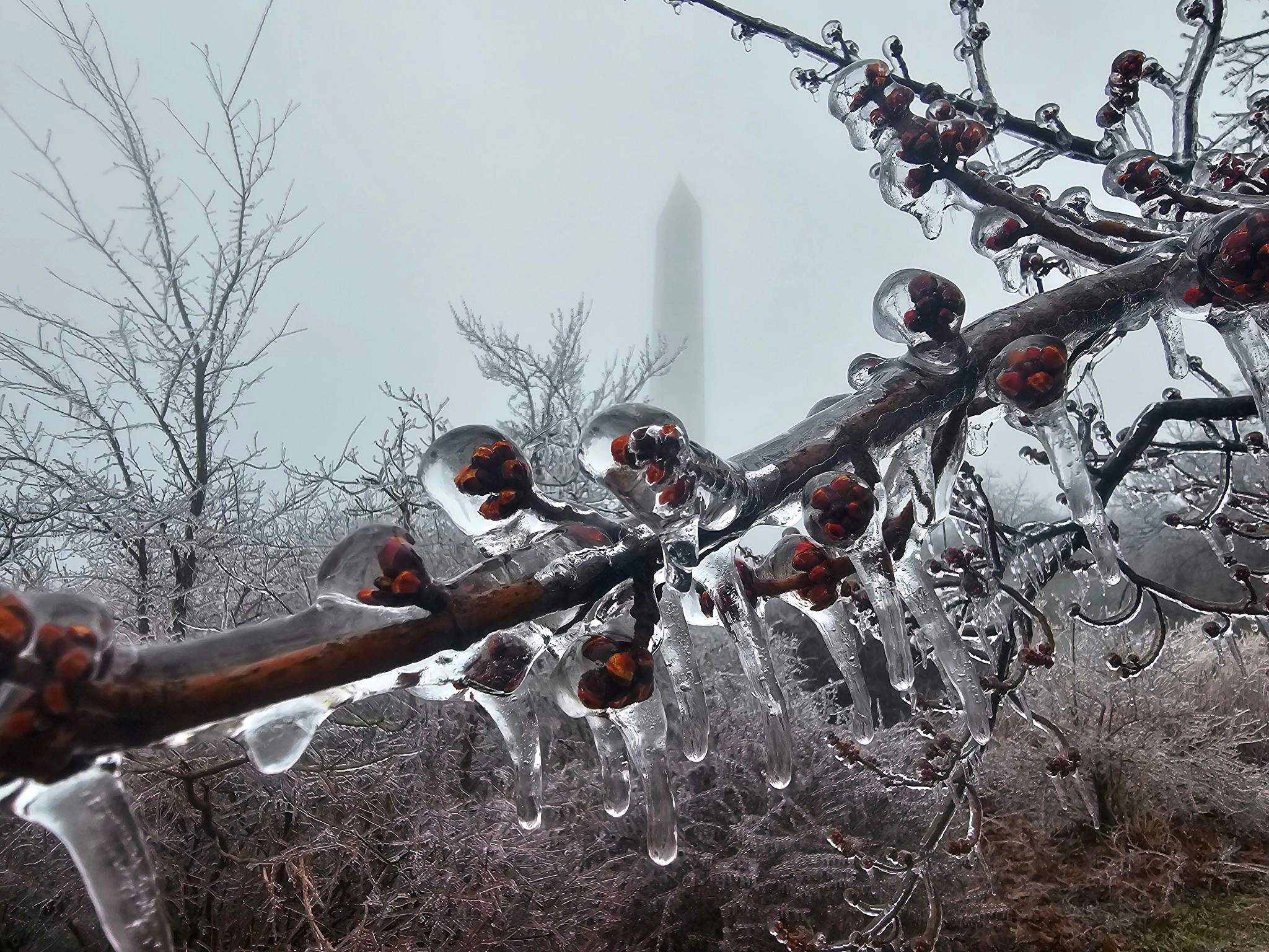 Figure 7. Ice-encased branch with High Point Monument in the background resulting from freezing rain on the morning of March 23rd (courtesy of Shawn Viggiano). Ice-encased branch with High Point Monument in the background resulting from freezing rain on the morning of March 23rd (courtesy of Shawn Viggiano).